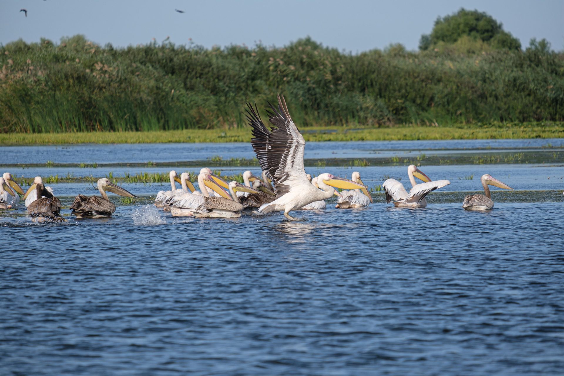 Dagtocht Biesbosch